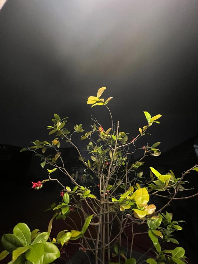 Sunflower Homestay Hai Phong Exteriér fotografie